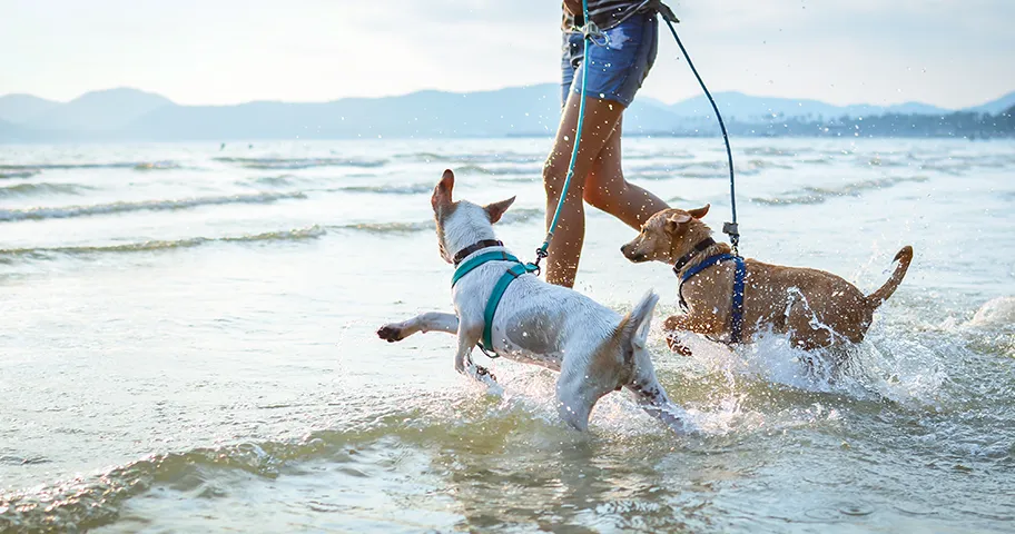Two dogs being taken for walk along shoreline