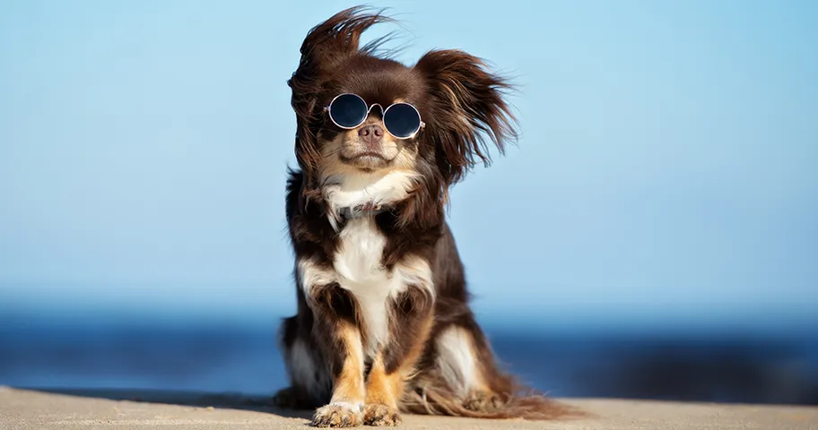 Chihuahua on the beach in sunglasses