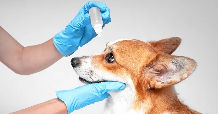 Corgi puppy receiving eye drops