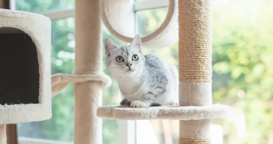 Pedigree cat on cat tower