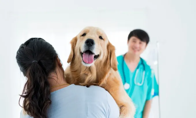 Golden retriever dog breed