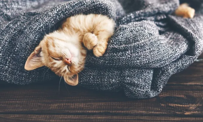 How much does a kitten cost?