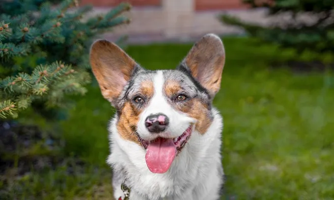 Cute pet dog
