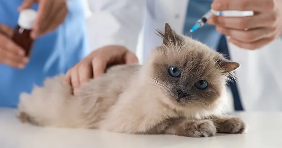 Pedigree cat getting injection at vets