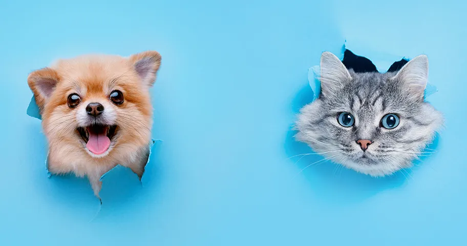 dog and cat heads poking through blue paper background