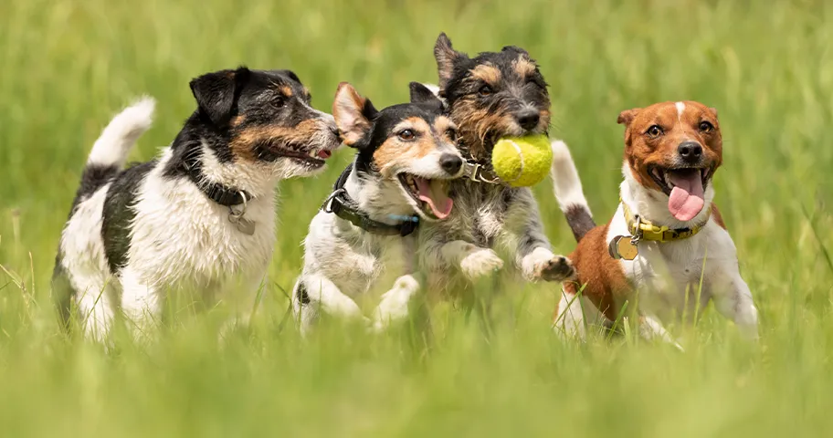 How Much Exercise Do Dogs Need?