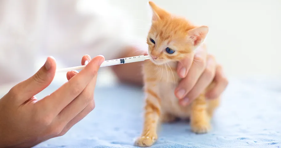 Ginger kitten receiving oral medicine via a syringe 
