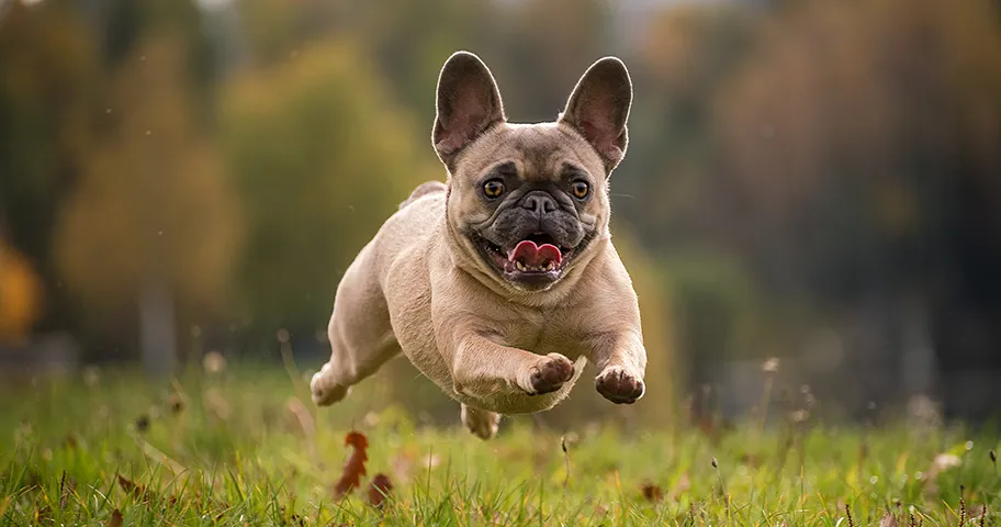 Running French bulldog