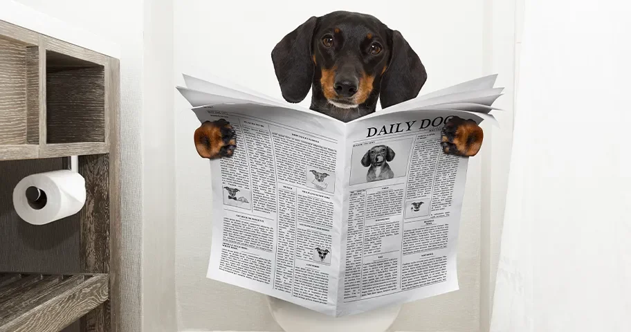 article cover photo