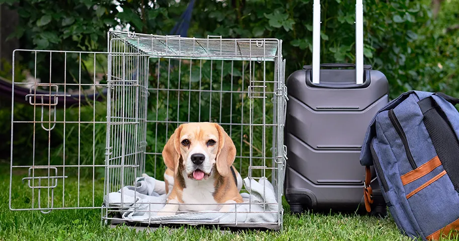 Beagle in the cage ready to travel