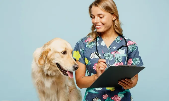 An image of a Golden Retriever dog and a veterinarian representing the title, 'How much does dog insurance cost for different breeds'.