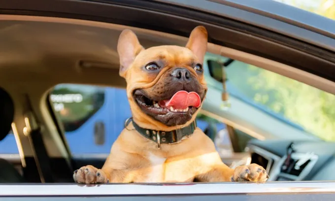 How much does doggy daycare cost Australia