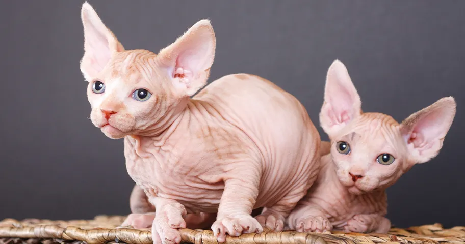Two sphynx kittens