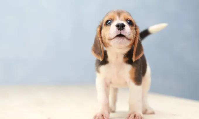 New puppy cost explained