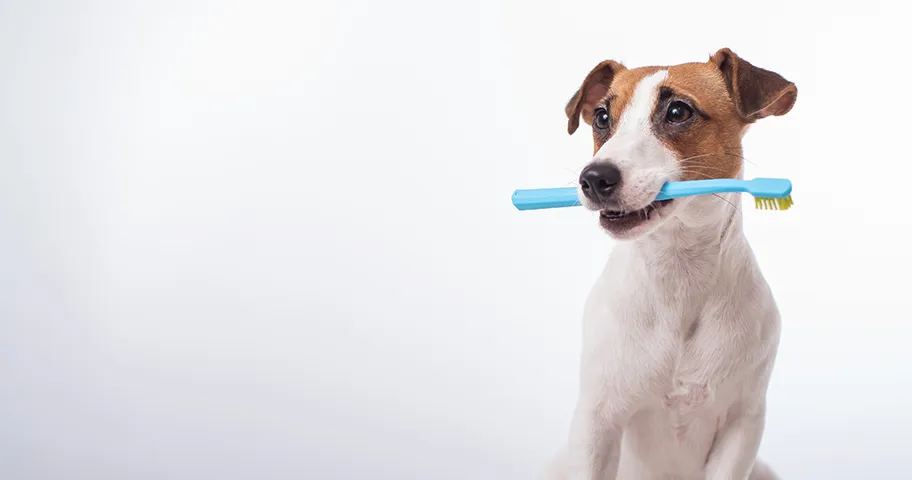 Jack Russell holding a blue toothbrush