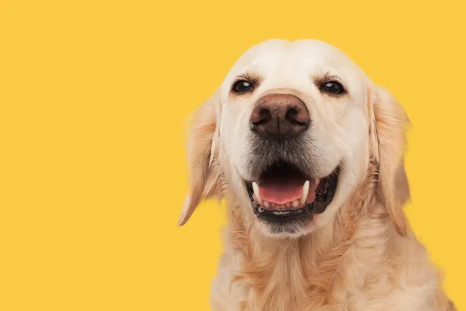 Happy Labrador dog against yellow background