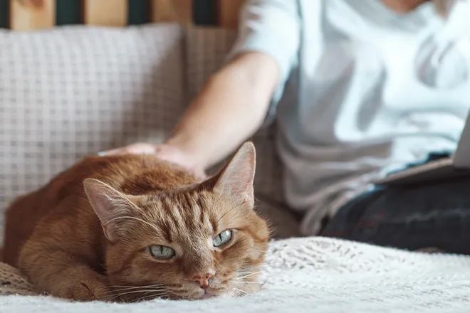 Close up of cat on sofa with woman on laptop