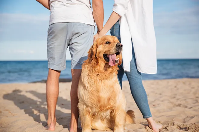 Couple with golden retriever on beach