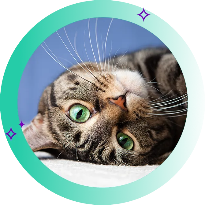 Cat lying down staring