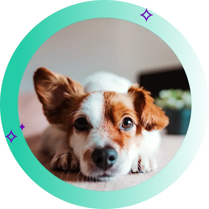 Dog lying down staring