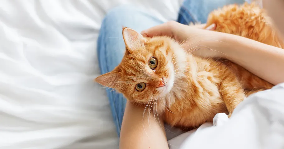 Ginger cat in woman's lap