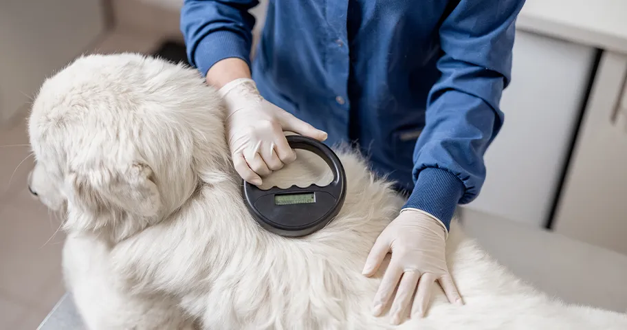 Veterinarian checking microchip implant under dog's skin with scanner device