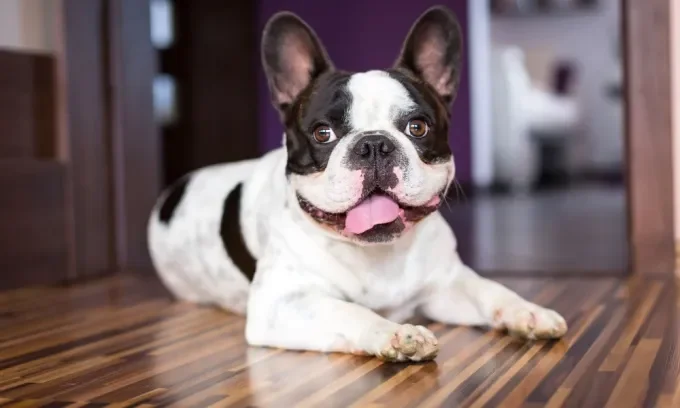 Australias Top Pet Names 2025