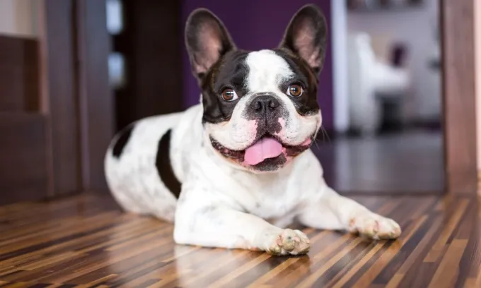 Australia's top pet names for 2026 revealed