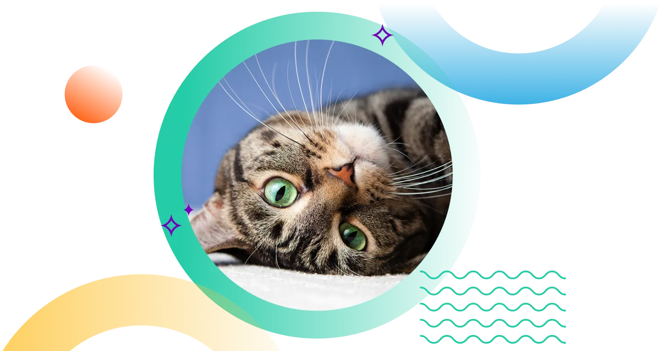 Cat Insurance banner