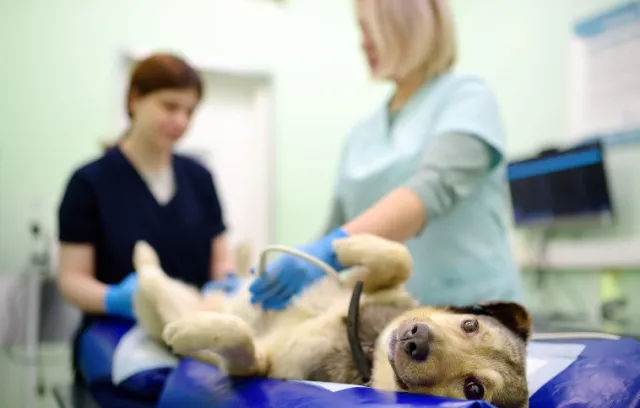 Pet insurance for pre-existing conditions