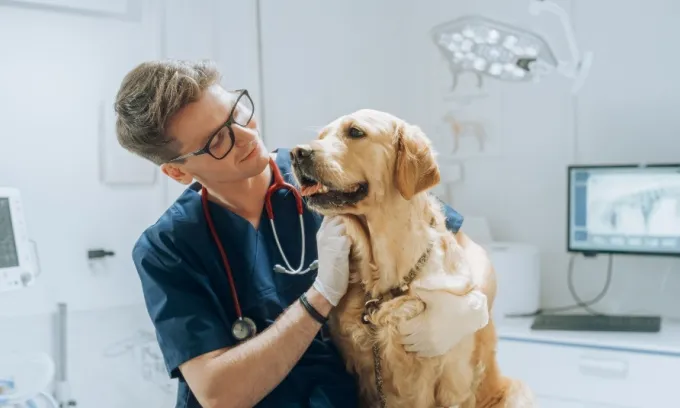 Pet insurance that covers desexing
