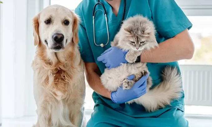 Pet insurance waiting periods Australia