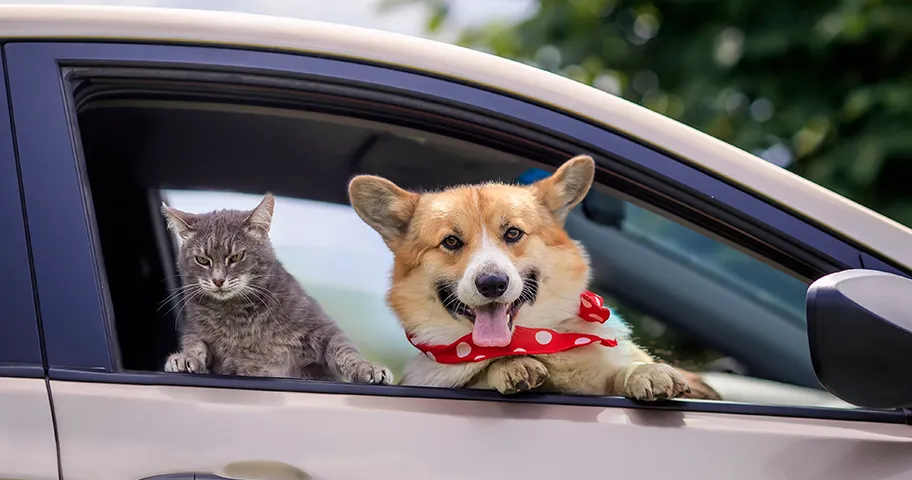 Cat and dog looking out of car window