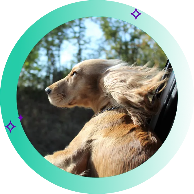 A dog sticking its head out of a moving car to enjoy the breeze