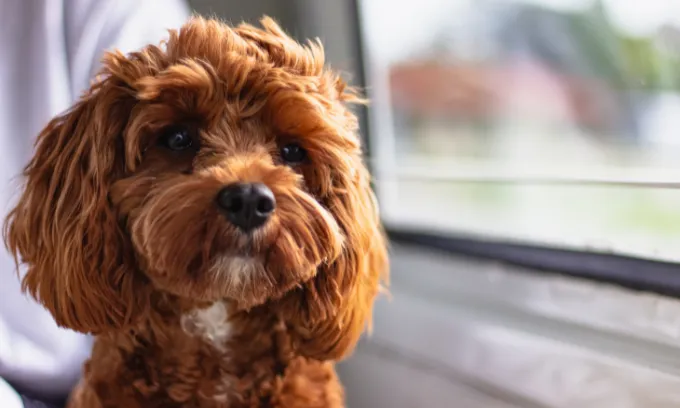 Small Dogs, Big Bucks: Why The Nation’s Favourite Pups Are Spurring $11,600 Vet Bills