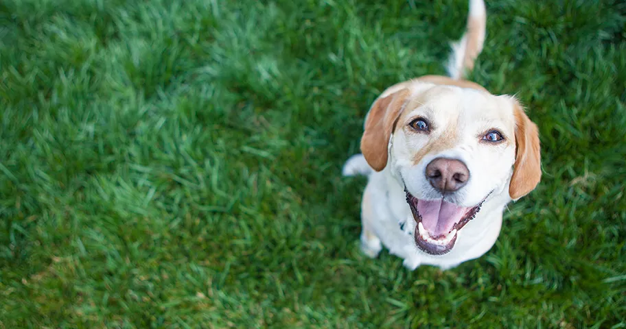 Happy dog looking up to camera on grass