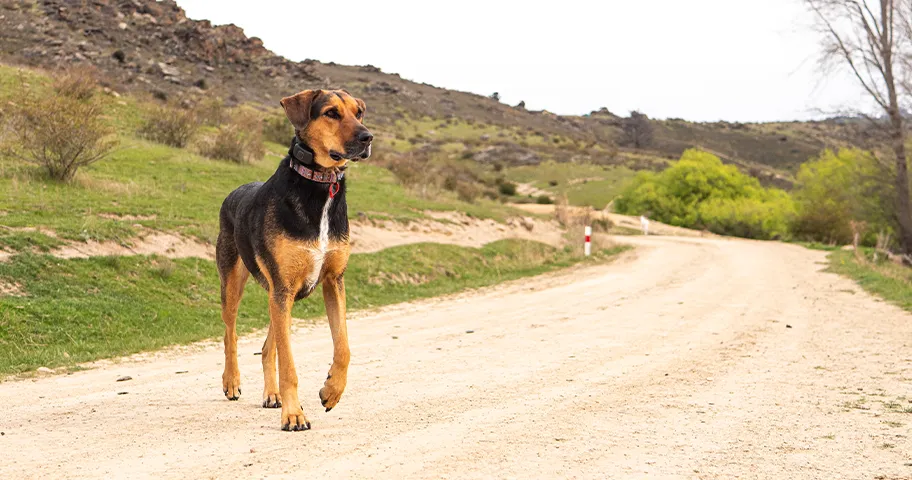 Huntaway dog on country road