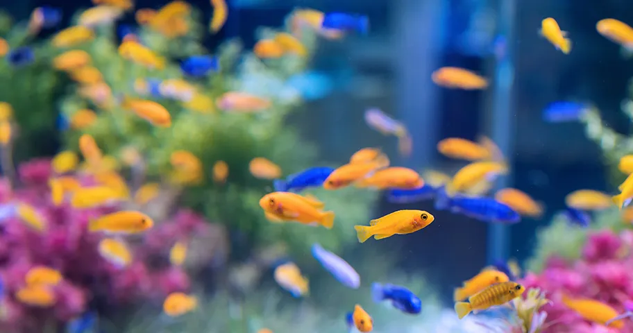 Fish in an aquarium