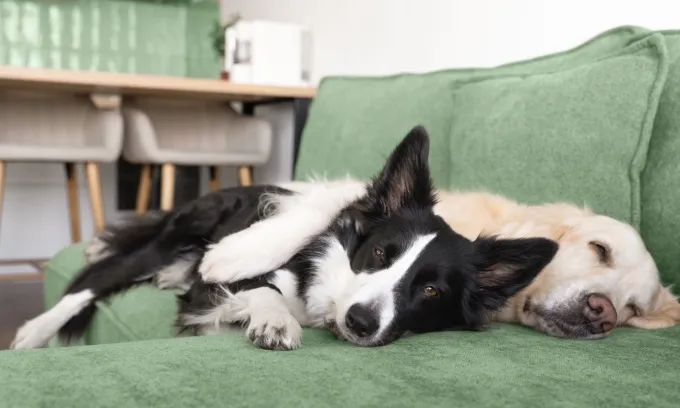 Top 10 Dog Breeds in Australia