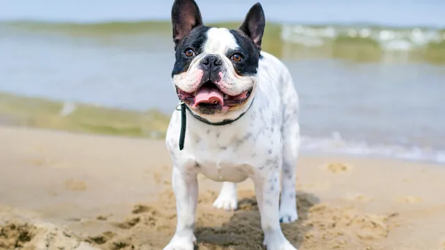 Top 10 Dog Breeds in Australia