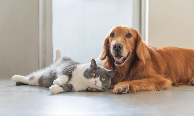 Dog and cat together
