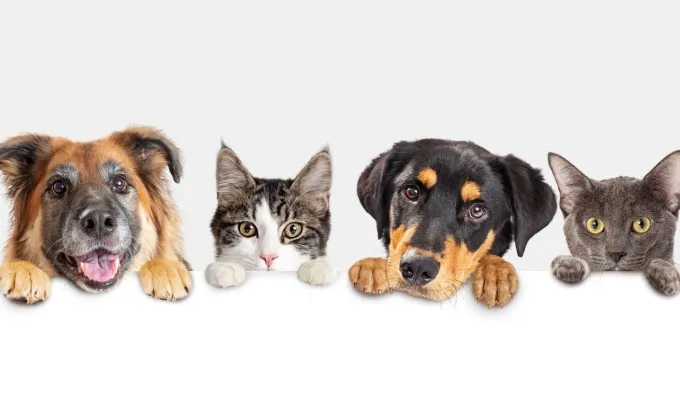 Vet Prices_What's the cost of veterinary treatment