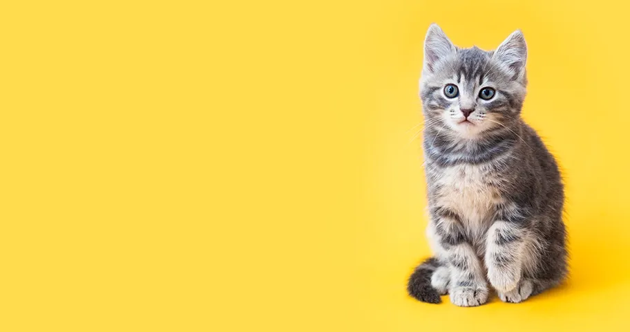 Kitten against yellow background