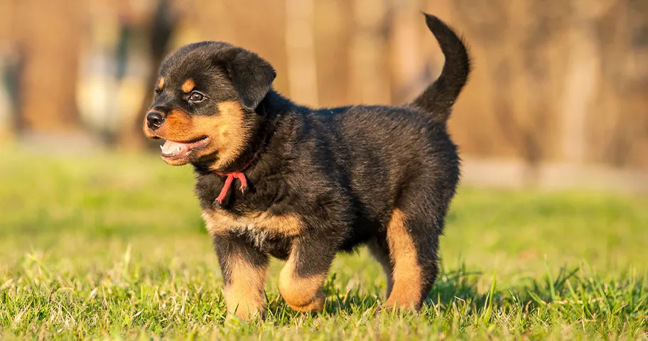 Rottweiler puppy walking on grass
