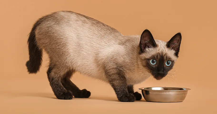Siamese kitten eating from metal dish