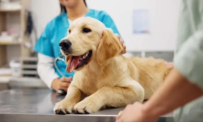 What Are The Different Types Of Pet Insurance? | Canstar