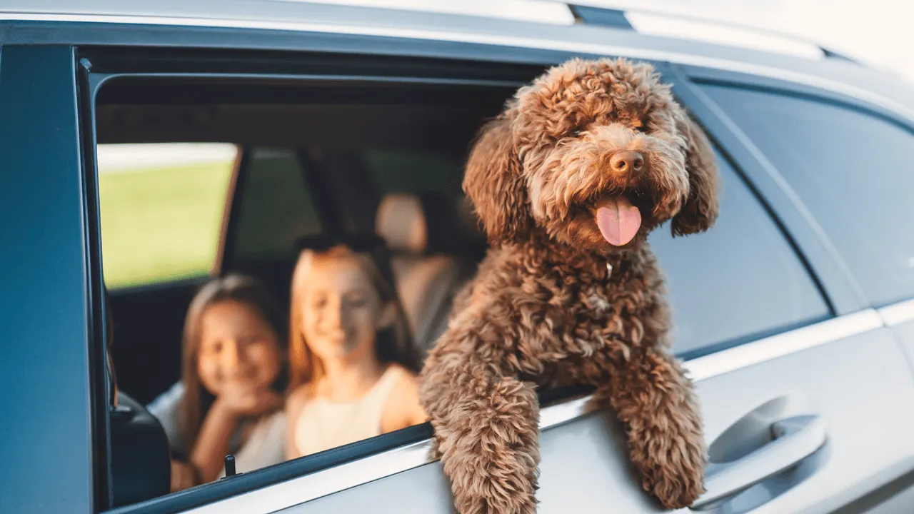 Dog and kids in car - pet insurance 