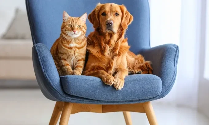 What is a pet insurance deductible?