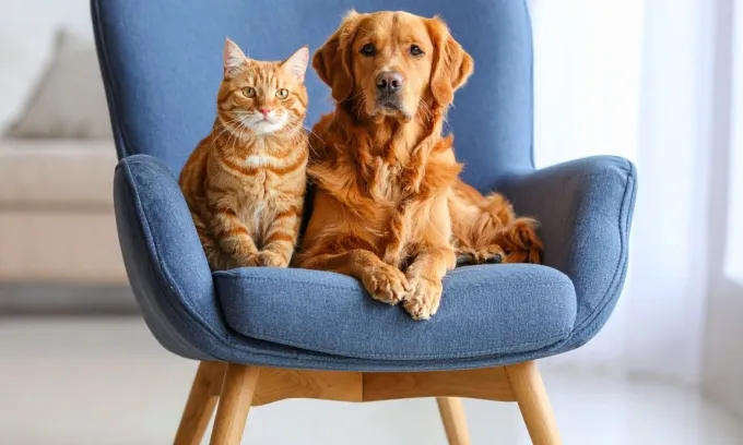 An image describing the title, 'What is a pet insurance deductible'.